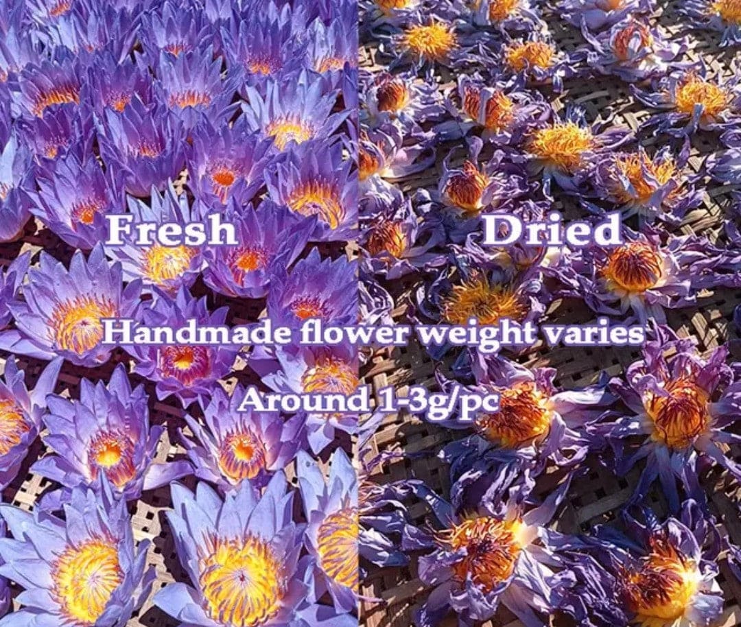 Premium Blue Lotus Meditation Tea Flower.