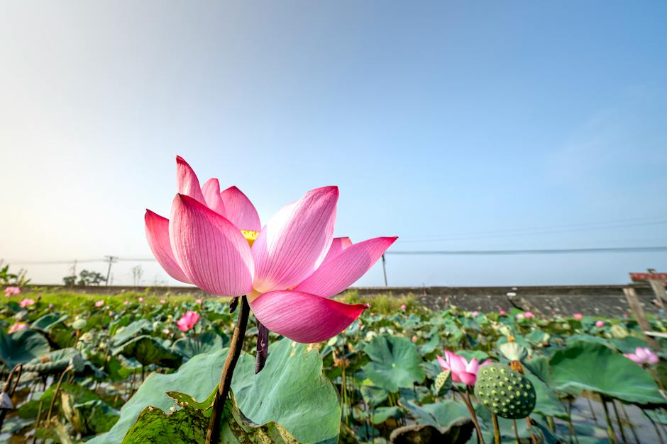 Blue Lotus Tea: A Mother's New Ally in Soothing Skincare